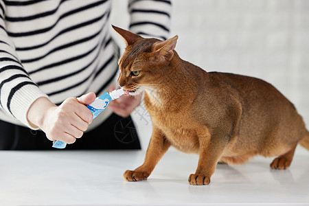 主人给猫咪喂食图片