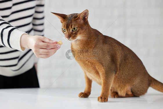 猫咪吃主人喂食的冻干零食图片