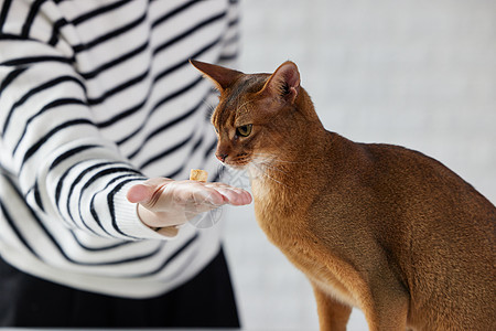 主人给猫咪喂冻干猫零食背景图片