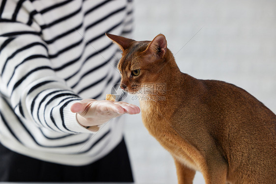 主人给猫咪喂冻干猫零食图片