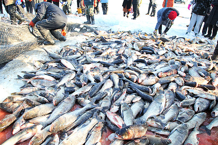 镜泊湖冬捕冬季4A景区查干湖冬捕的鱼群背景