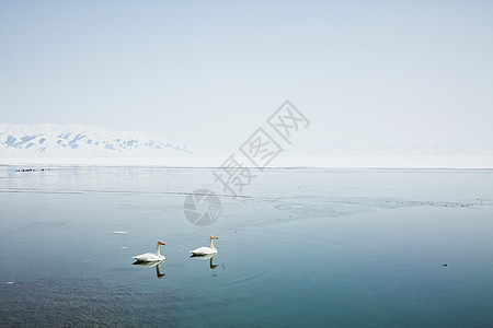 冬天雪景冬日新疆5A景区赛里木湖天鹅背景