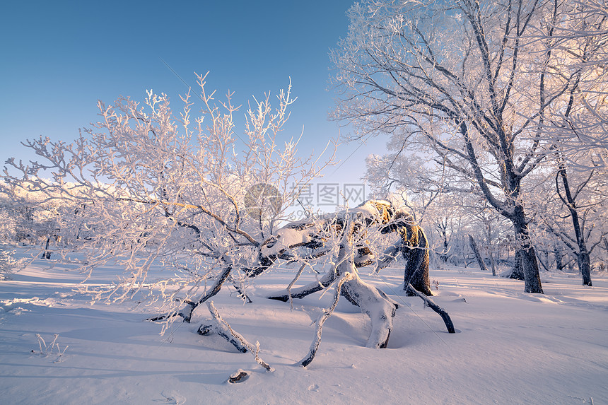 冬天雾凇雪景风光图片