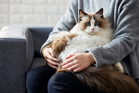 依偎在主人怀里的布偶猫图片