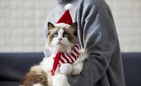可爱布偶猫圣诞形象图片