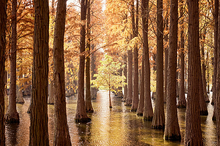 秋天上海上海青西郊野公园水杉树背景