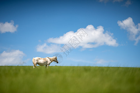 草原上的白马图片