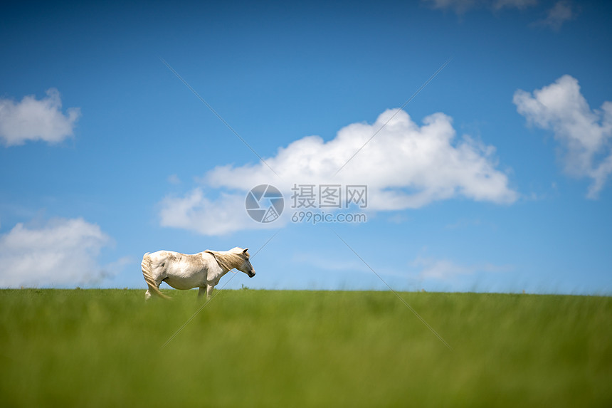 草原上的白马图片