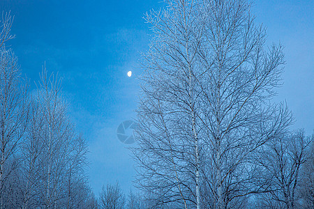 清晨挂满雪绒的森林图片