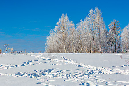 冬日挂满雪绒的森林图片