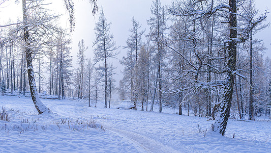新疆森林雪景冬日风光背景
