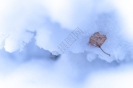 冬日雪景微距图片