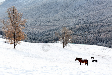 冬季夜晚雪景雪地上的马背景