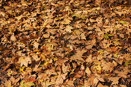 公园草地上的落叶图片