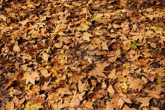 公园草地上的落叶图片