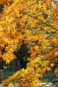 上海共青森林公园枫树秋景图片
