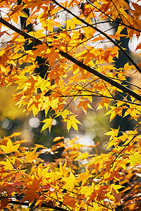 上海共青森林公园枫树秋景图片