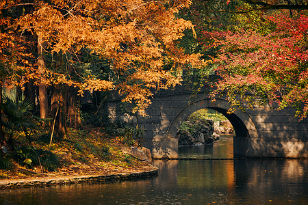 秋卡通上海共青森林公园河水上的红枫叶背景