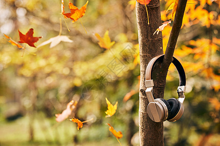 挂在树上的耳机和飘落的落叶图片