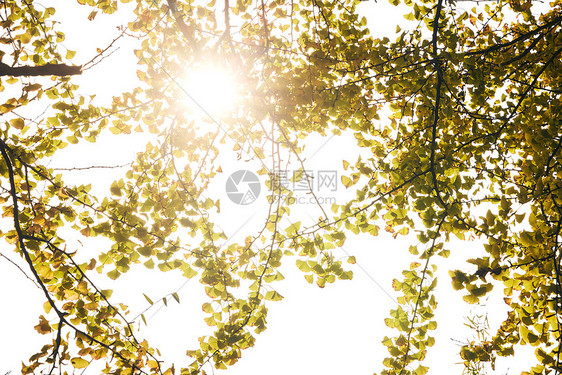 阳光下的秋冬树木景色图片