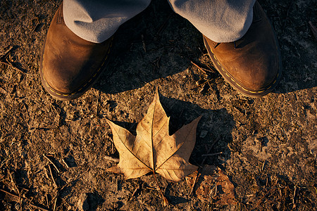 金色叶子秋冬落在脚边的落叶背景