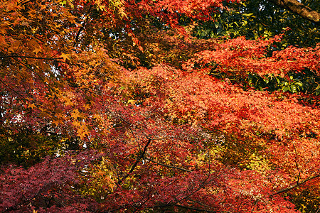 上海共青森林公园红枫树秋景图片