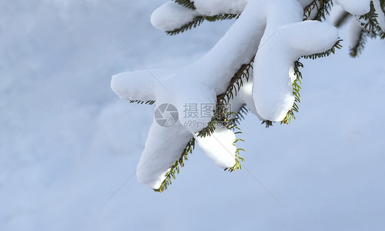 冬日冰雪松树树挂图片