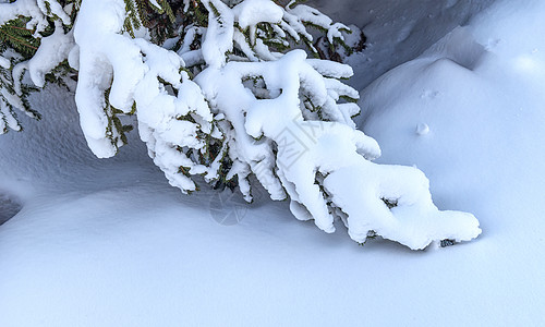 大雪松树冬季冰雪松树树挂背景