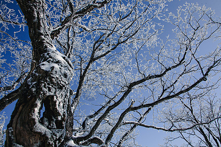 冬日雾凇雪景风光高清图片