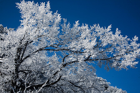 雾凇雪景唯美雾凇冬日风光背景