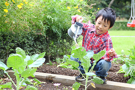 花园里小男孩种植蔬菜图片