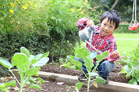 花园里小男孩种植蔬菜图片