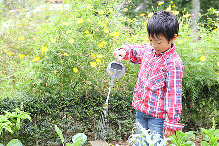 花园里给植物浇水的小男孩图片