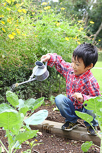 花园里给植物浇水的小男孩图片