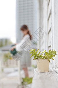 窗台上的绿色盆栽背景图片