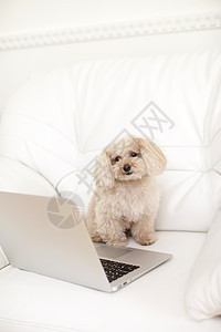 宠物狗贵宾犬和电脑图片