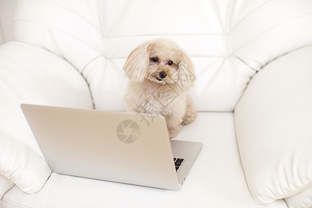 笔记本电脑前的贵宾犬图片