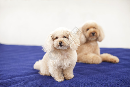 贵宾犬背景 贵宾犬摄影图片 坐在沙发上的两只可爱贵宾犬图片 摄图网