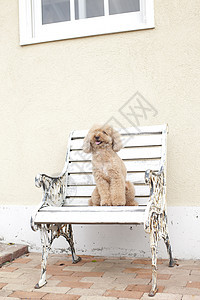 白色长凳上的宠物狗泰迪图片