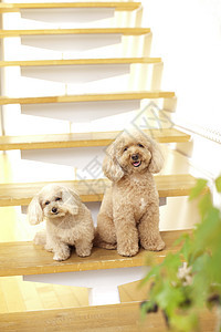 楼梯上可爱的狗狗图片