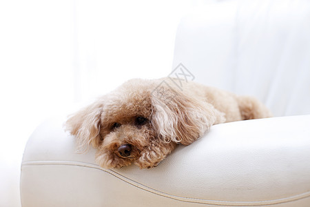 趴在沙发上可爱的狗狗图片