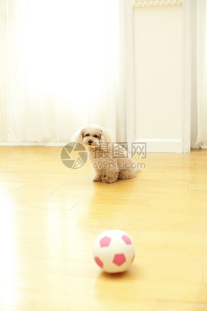客厅里的玩具球与宠物狗图片
