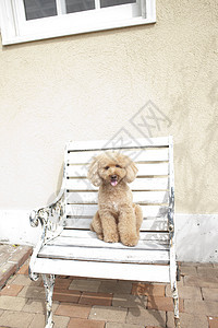 
户外凳子上的狗狗背景图片