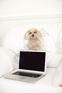 宠物狗泰迪和电脑图片