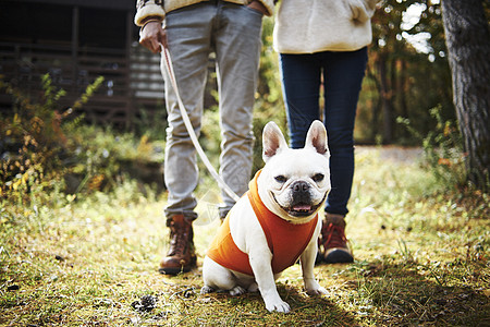 牵着斗牛犬散步的夫妇图片