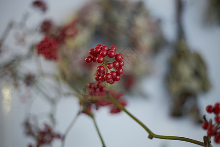 花店里红色的花蕊图片