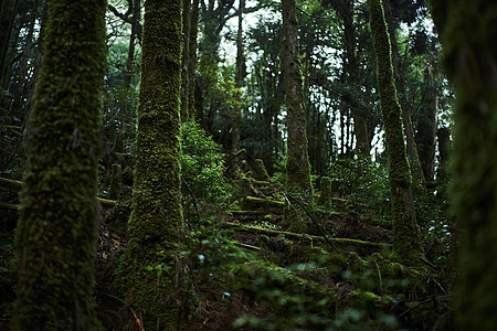 植物的桩负离子森林景观图片