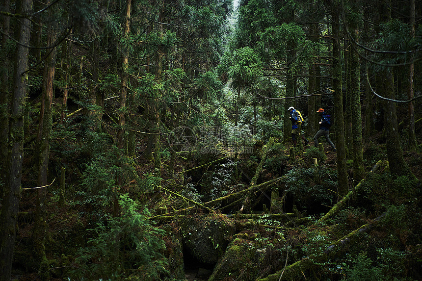 丛林冒险探索自然的背包客背影