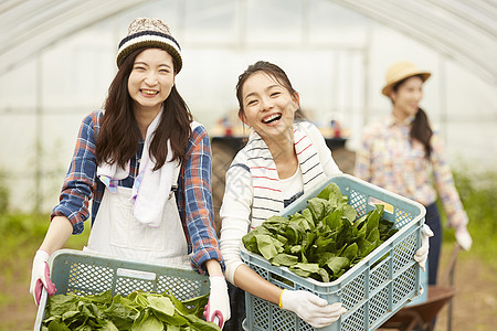 收获新鲜蔬菜的农民女孩们图片