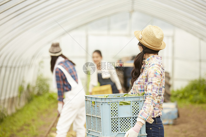 蔬菜大棚工作的女孩们图片